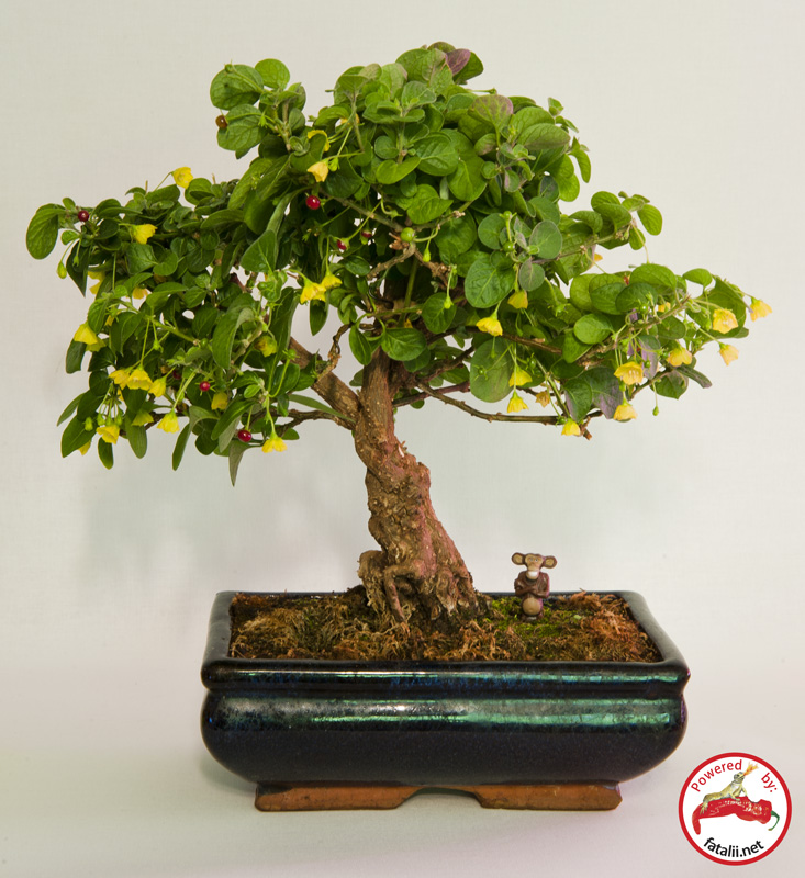 Capsicum rhomboideum